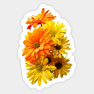 Daisies - Yellow and Orange Daisies Sticker